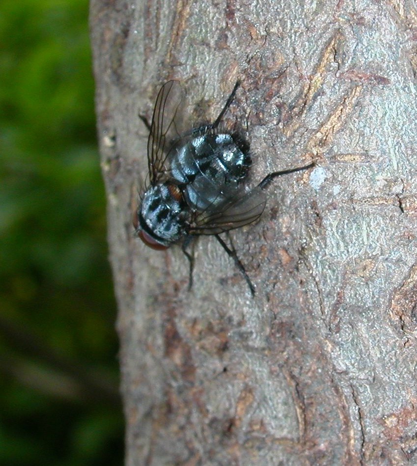 Muscina prolapsa (Muscidae)